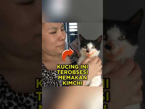 Kucing Korea Ini Sangat Ketagihan Memakan Kimchi ? thumbnail