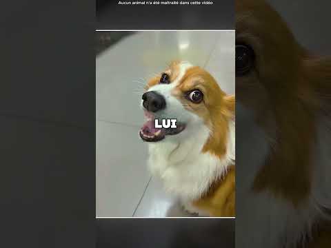 Ce petit chien déteste son docteur 😯❤️ thumbnail