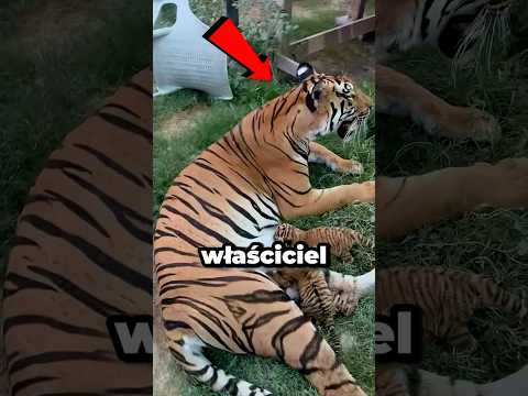 Zaniepokojona kocica od razu rozpoznała swoje ukochane dziecko 🐅 thumbnail