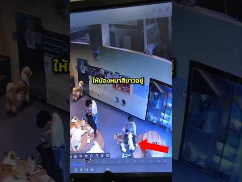 โมเมนต์สุดน่ารักในคาเฟ่น้องหมา 🐕💓 thumbnail
