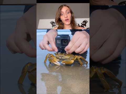 REGARDEZ BIEN LA FIN 🤣 thumbnail