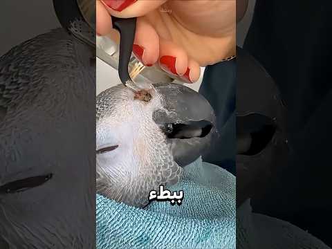 شيء مرعب داخل أنف الببغاء ? thumbnail