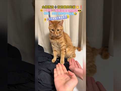 全網EQ➕IQ最高的貓💥❗ 🐱：咪想到一個兩全其美的辦法😎 網友：好一個雨露均沾🤣愛的恨的都不放過🐮 #cat #cute #funny #shorts #funnyshorts thumbnail