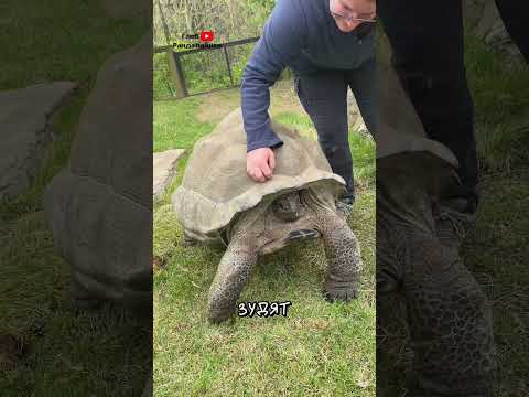 Панцирь Черепахи Удивителен 🐢 thumbnail