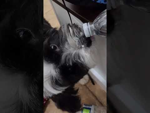 Bottle Cap Prank on My Dog (FGTeeV Shorts) thumbnail