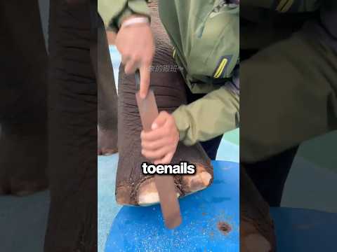 Why Do Elephant Feet Need To Be Washed?! ? ? thumbnail