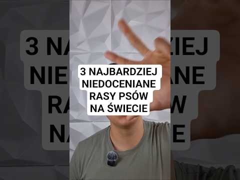 3 najbardziej niedoceniane rasy psów na świecie #lagottoromangolo #lassie #portugalskipieswodny thumbnail