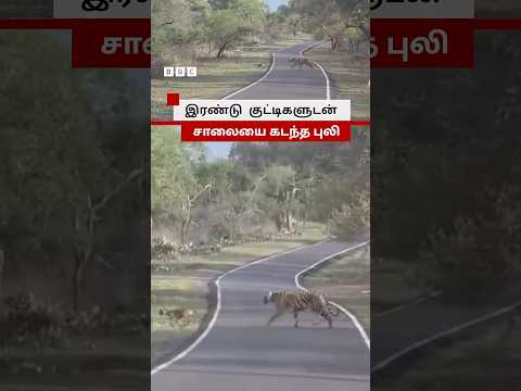 தனது குட்டிகளுடன் சாலையை கடந்த புலி thumbnail