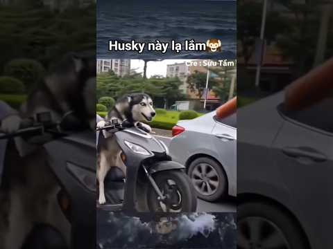 Ngáo lắm 🌚 #memes memes #funnymemes thumbnail
