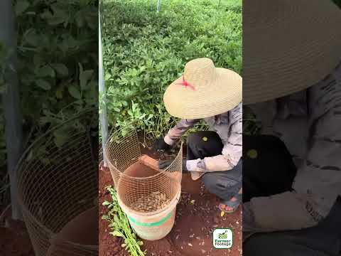 Peanut Threshing Device thumbnail