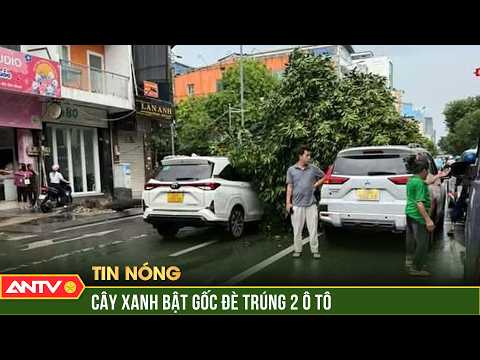 Mưa lớn kèm gió mạnh, cây xanh bật gốc đè trúng 2 ô tô ở TP.HCM | ANTV thumbnail