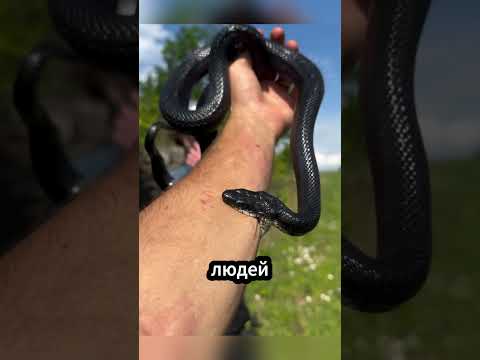 🐍 Почему маленькую змею считают опаснее! #животные #природа #факты thumbnail
