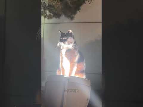 This Cat is the Chosen One 🦁 thumbnail