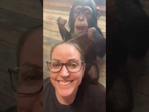 #cute #cutebaby #chimp #greatful #love thumbnail