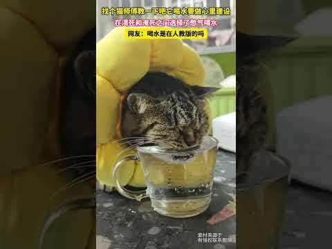 找个猫师傅教一下吧它喝水要做心里建设，在渴死和淹死之间选择了憋气喝水，网友：喝水是在人教版的吗 thumbnail