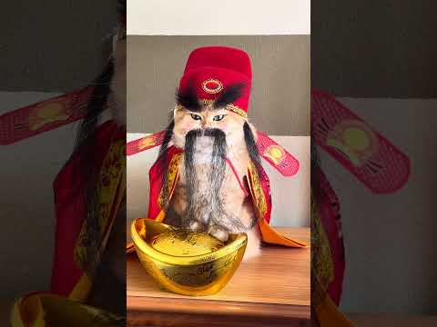 A god that exists only in China—the God of Wealth. #exlittlebeans #funny #funnycats thumbnail