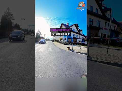Bikers stop traffic so a nervous Dog can cross Safely ? thumbnail
