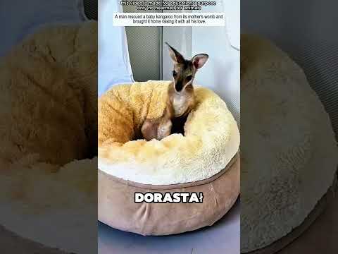Mały Kangurek, Który Znalazł Rodzinę!#viralvideo!#viralvideo thumbnail