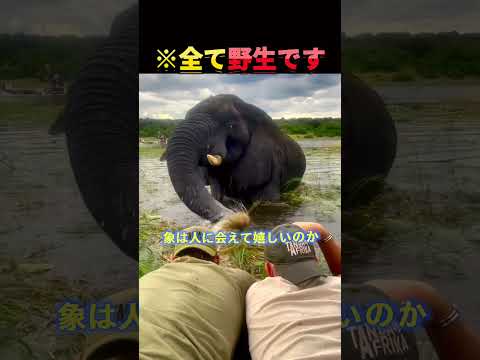 ハンターに気づいた動物たちの反応。 thumbnail