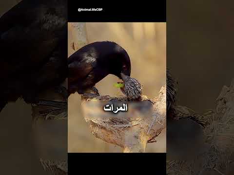 أمٌّ ربّت قاتلًا داخل عشها دون أن تدري! 🐦😳 thumbnail