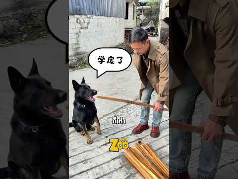 หมาตัวนี้เรียนรู้เร็วเกินไป thumbnail