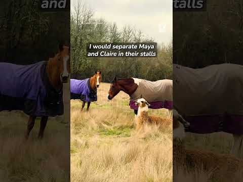The reason this llama wouldn't leave her best friend will break your heart 💔 #shorts #llama #horse thumbnail