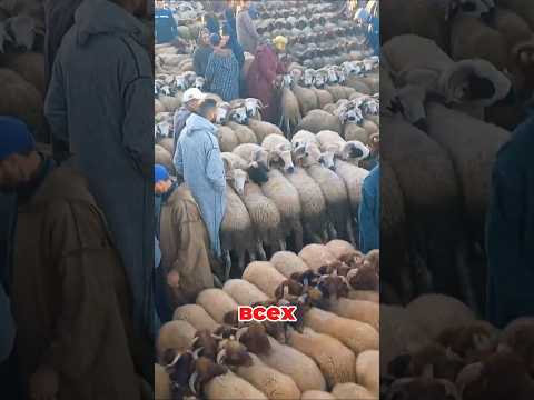 Шок! 😱 В арабских садах овец используют для уборки полей! 🐑 #овцы thumbnail