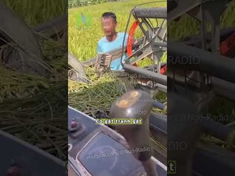 Cò gặt tranh gặt thumbnail