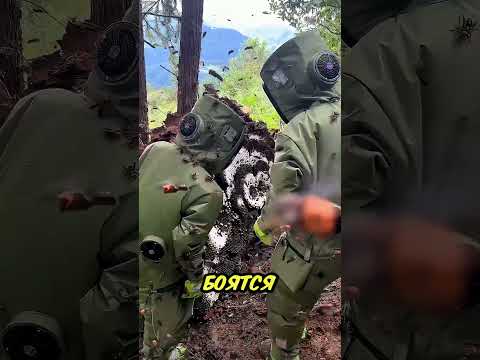 Война против гигантских шершней началась! 🔥 thumbnail