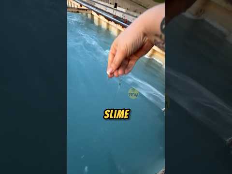 JANGAN Nyebur Ke KOLAM Ini ‼️😱#kolam #videoviral #faktaunik thumbnail