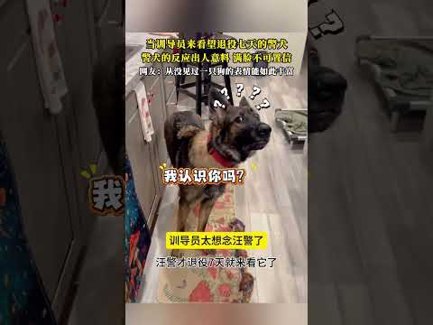 当训导员来看望退役七天的警犬警犬的反应出人意料满脸不可置信网友从没见过一只狗的表情能如此丰富 thumbnail
