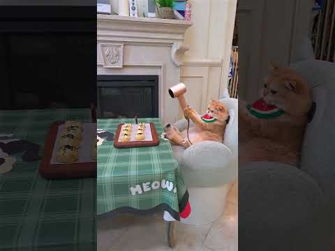 #exlittlebeans teaches you how to make your own squid burger. #funnyvideo #funnycats #cooking thumbnail
