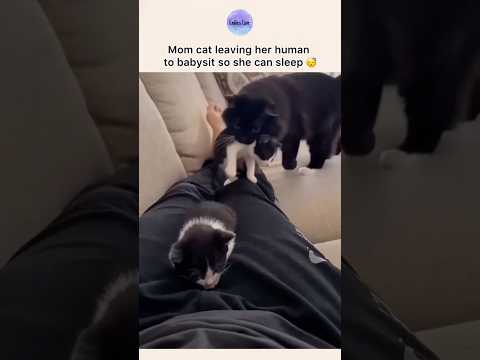 Mom cat leaving her human to babysit so she can sleep 😴 thumbnail
