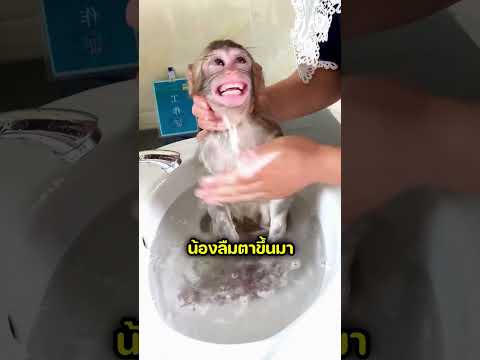 ลิงน้อยทำหน้าหงอยหลังอาบน้ำ 🥺 thumbnail