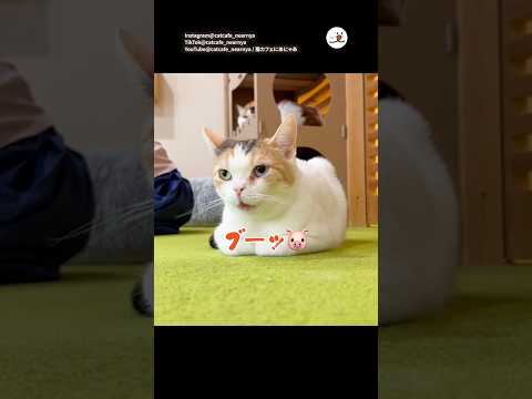 怒るとブタ鼻になっちゃう猫｜PECO thumbnail