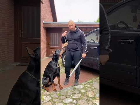 ‼️DOBERMANN REAV SCHULDENEINTREIBER‼️ thumbnail