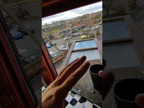 Looks Like Baby Seagull Season Is Almost Near!! thumbnail