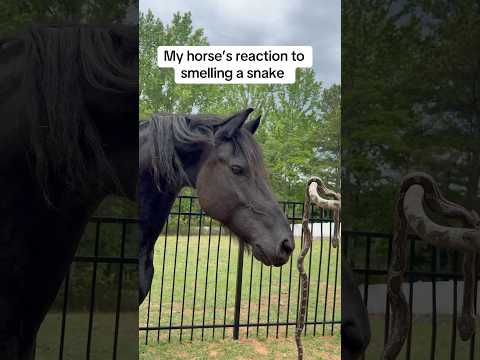 My Horse’s Reaction To Smelling A Snake ? thumbnail