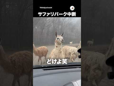 ラマの壁｜PECO thumbnail