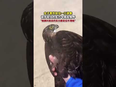 女子意外捉住一只游隼，徒手捉住的实力，令网友惊呼“不可思议”，她俩对各自的实力都定位不清晰。#游隼  #万万没想到  #大熱門  #共鳴 thumbnail