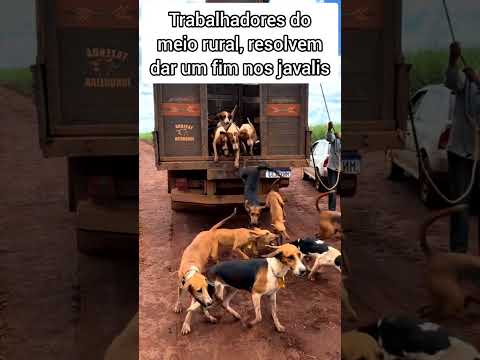 Cachorros de caçar javali thumbnail