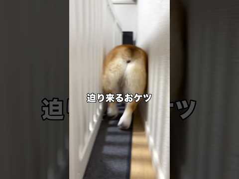迫りくるお尻の迫力がすっごい #コーギー #コーギーおしり #食パン #shorts thumbnail