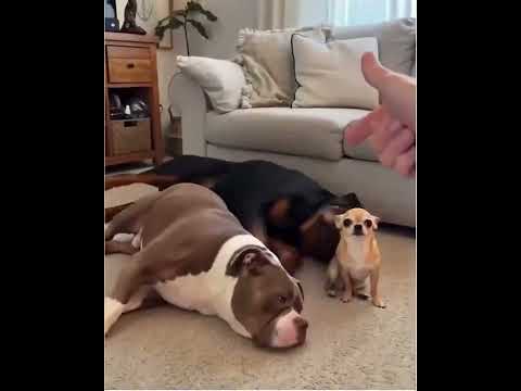 "The audacity of Dog 3 to negotiate his performance fee." thumbnail