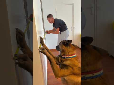 Seven le Bricoleur 😂😂 #chien #malinois thumbnail