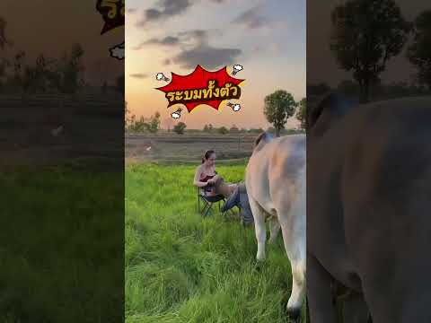 รวมช็อตเด็ด? #funny #comedy #animals #baffalo #cow #สัตว์เลี้ยง #farming #อรัญญาฟาร์ม thumbnail