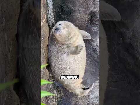 Baby seals do not have as gentle a temperament as adult seals#animals #funnyanimal #funny #seal thumbnail