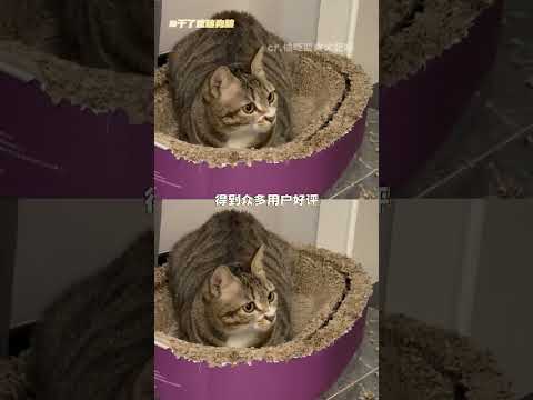 小猫:根本没有让自己不舒服的义务 #小猫  #设计  #猫体工学  #可爱 #万万没想到 thumbnail