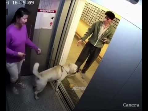 Cachorro Ataca e Dono Sem Noção thumbnail