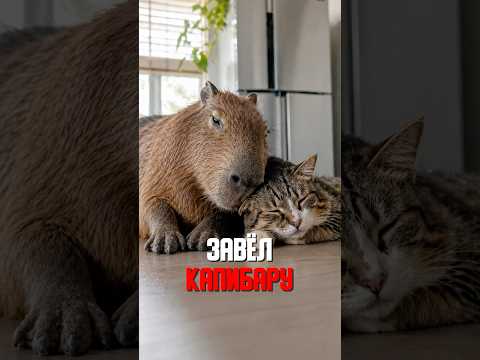 Капибара — лучший психолог для кошки thumbnail