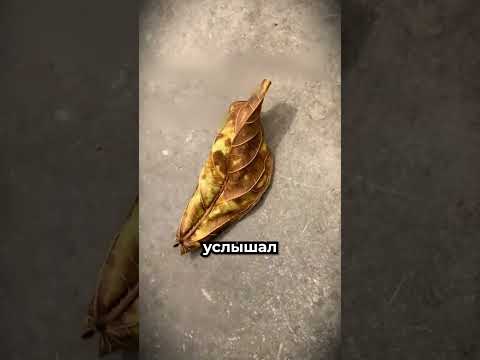 Он нашёл самый громкий лист в мире 🍂 thumbnail